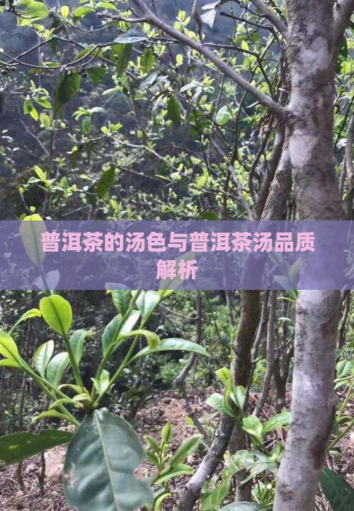 普洱茶应该是什么汤色